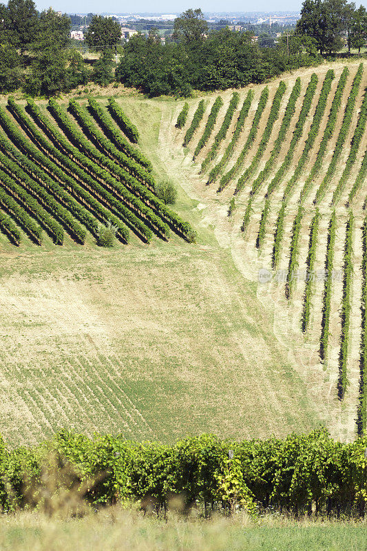 Modena Castelvetro的Lambrusco vineyard。意大利。